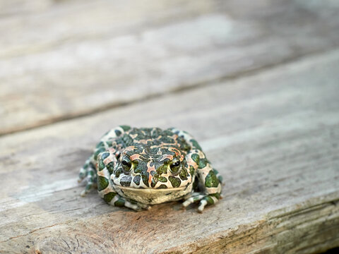 European green toad (Bufotes viridis) sitting on a wooden surface.