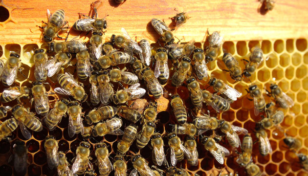 A close-up view of a honey bee colony working together on a honeycomb structure