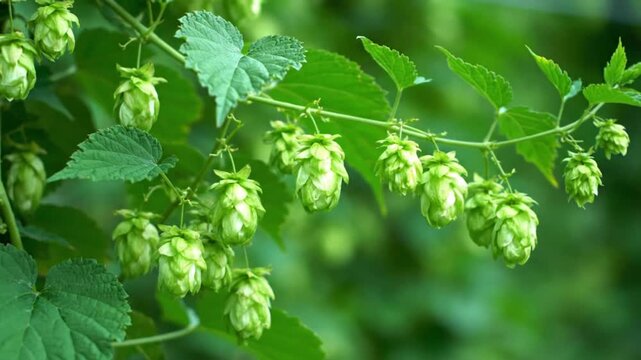 Fresh green hops growing on a branch for beer brewing