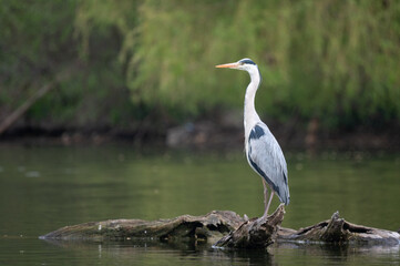 Fototapeta premium Grey Heron Standing on Driftwood in Calm Water with Green Background and Copy Space