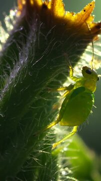Vertical video: Clinging translucent nymph shifting, pushing up hairy stem to backlit tip, dew