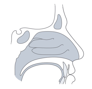 Human nasal cavity anatomy vector illustration. Sagittal view of the nose showing nasal conchae and respiratory tract structure in gray and outline styles. ENT Series.