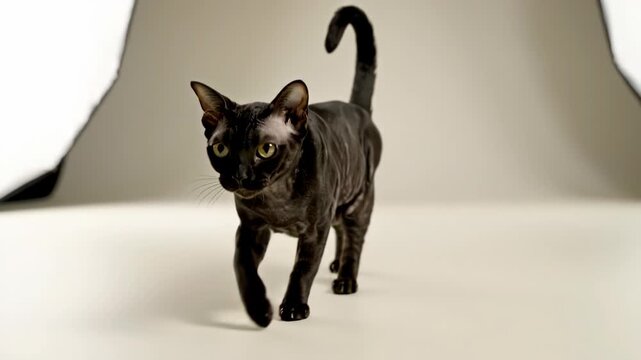 A Sleek, Black Devon Rex Cat With Distinctive Large Ears and a Curly Coat Walks Confidently Across a Studio Floor.