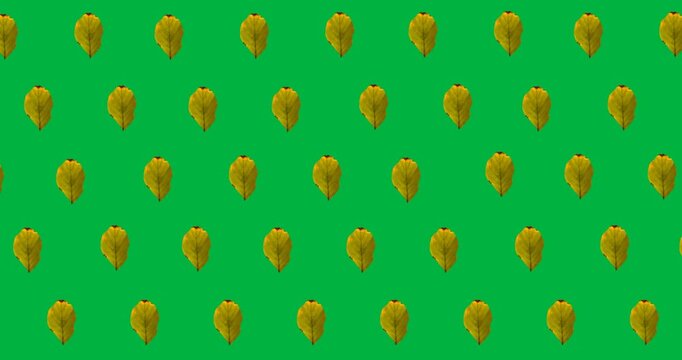 Digital animation of multiple yellow autumn leaves in seamless pattern against black background