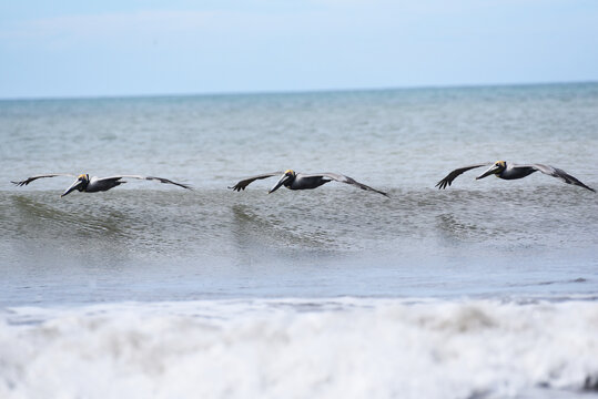 pelecanus