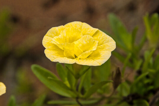closeup of a bright yellow seaside petunia flower in the garden - Calibrachoa parviflora 