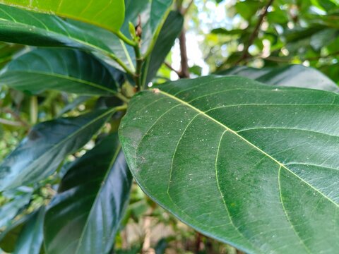 Tropical cempedak (Artocarpus integer) growing in natural habitat, botanical fruit from Moraceae family with distinctive smell and soft flesh.
