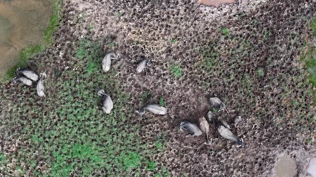 Top down drone footage of water buffaloes lying on muddy ground near a water edge.
