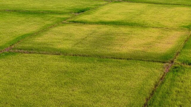 Drone footage showing segmented yellow rice paddies in various ripening stages.