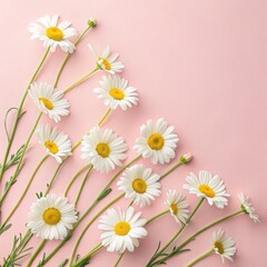 Fototapeta premium Minimal Daisy Flowers on Soft Pink Background – Elegant Spring Floral Flat Lay