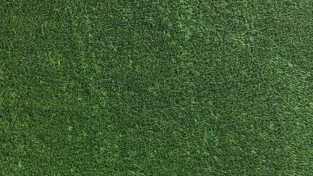 Aerial view of coconut tree shadow over paddy field