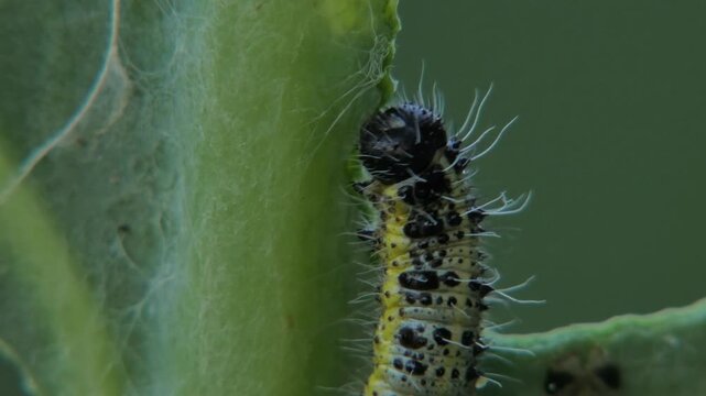 Cabbage butterfly caterpillar (Pieris brassicae) head macro, larva eating green cabbage leaf edge, soft light. Tiny World and Survival Instinct.