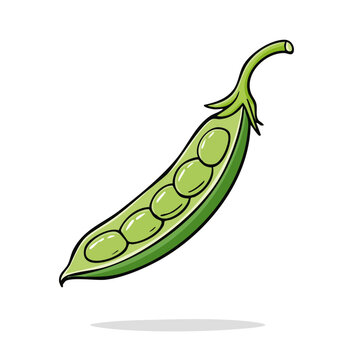 Hand drawn illustration of a single open pea pod with multiple green peas inside