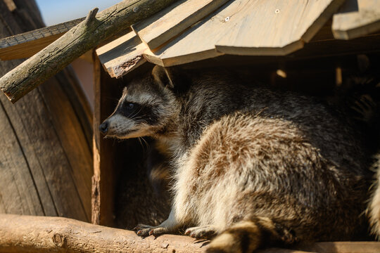 Curious raccoon peeking from a wooden shelter, wildlife animal in rustic house concept. Cute procyon lotor in natural park habitat, animal protection and shelter theme. Procyon lotor