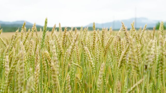 月山高原の小麦畑