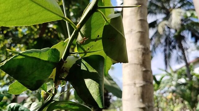 Weaver ants (Oecophylla smaragdina) building a nest on an orange tree, showcasing natural insect teamwork and forest ecosystem behavior.