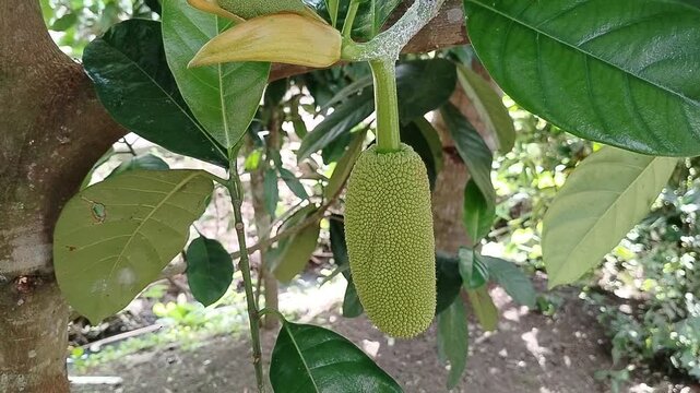 Tropical cempedak (Artocarpus integer) growing in natural habitat, botanical fruit from Moraceae family with distinctive smell and soft flesh.