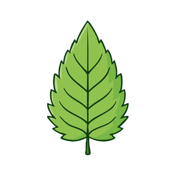 Vibrant Green Mint Leaf with Serrated Edges and Clear Vein Detail