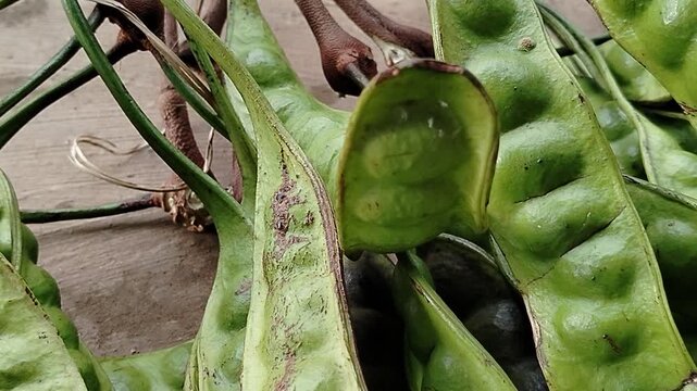 Tropical stink beans Parkia speciosa sold in local market, organic produce commonly used in Asian cooking and street food dishes.
