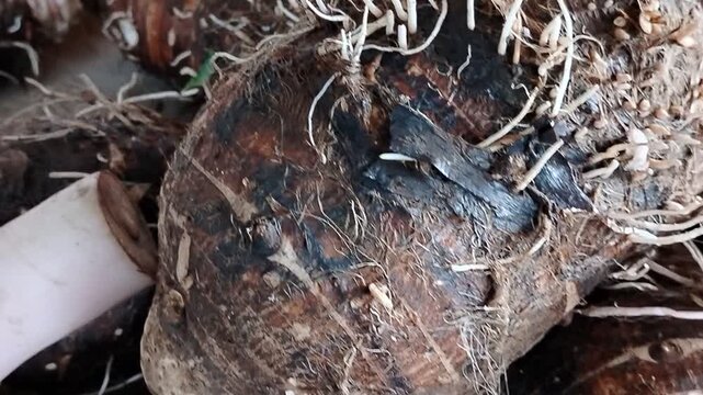 Raw taro tubers stacked for sale, traditional market produce featuring Colocasia esculenta, healthy and fresh agricultural product.