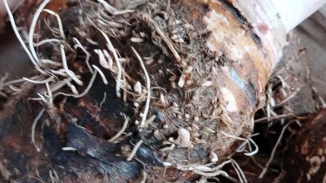 Raw taro tubers stacked for sale, traditional market produce featuring Colocasia esculenta, healthy and fresh agricultural product.