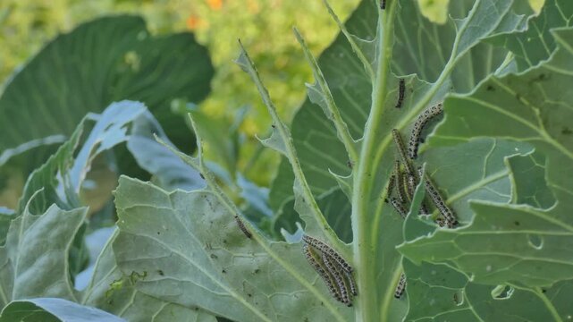 Long shot of large cabbage bush devastated by cabbage white butterfly caterpillars (Pieris brassicae), tiny pests on plant, natural lighting. Vulnerability and Cycle of Nature.