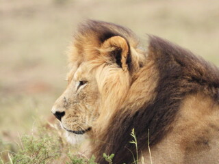 Sleeping lion © Charlie