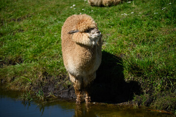 Fototapeta premium Adorable brown alpaca standing by water on sunny farm, concept of sustainable wool production and eco-friendly lifestyle, cute domestic animal in natural rural environment, organic farming