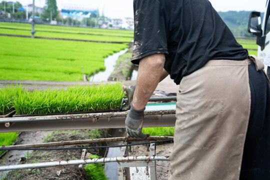 Farmer operating a rice transplanter in a green paddy field during seedling preparation