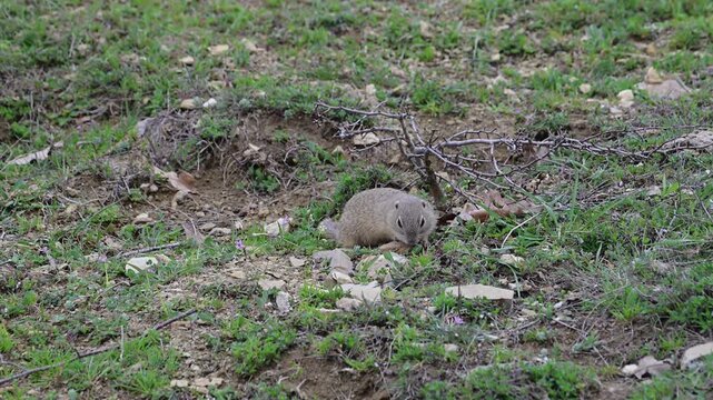 a european ground squirrel (souslik) emerging from its burrow, sniffing the air, and scurrying across a grassy field in bulgaria.