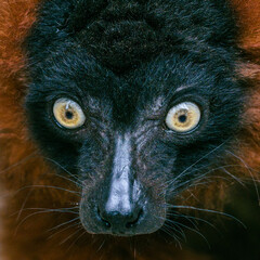 Fototapeta premium Red Ruffed Lemur 