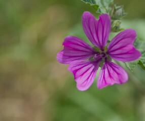 Fototapeta premium Macro image of a vibrant purple wildflower with delicate petals and detailed texture, positioned against a soft green blurred background with ample copy space. Natural lighting enhances the fresh spri