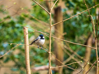 Coal Tit Perched on a Branch © Stephan Morris 