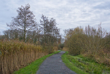 Obraz premium path through an autumn marsh landscape in Bourgoyen nature reserve, Ghent, Flanders, Belgium 