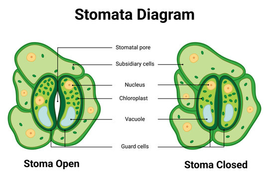 Detailed stomata diagram structures in educational biology illustration
