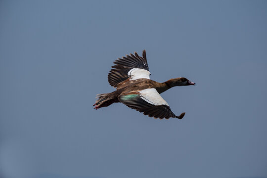 Fliegende Ente in &Auml;thiopien