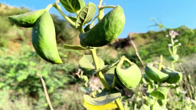 Detailed view of green seed pods and thick leaves of Calotropis procera plant against a bright blue sky.