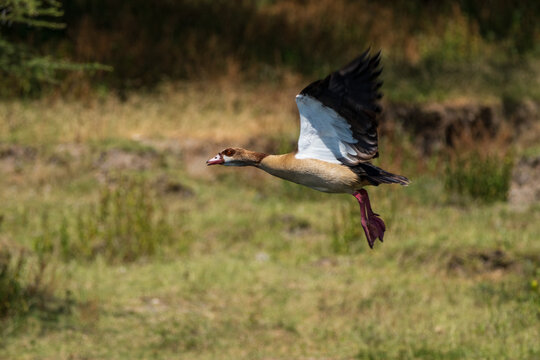 Fliegende Ente in &Auml;thiopien