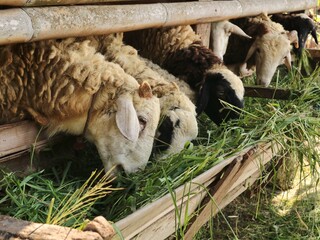 Sheep eating fresh green grass in a traditional wooden cage, captures the livestock in a rural agricultural setting, highlighting animal husbandry and sustainable farming practices © Eka