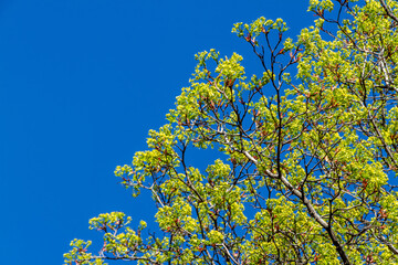 Fototapeta premium Fresh spring tree buds reaching toward a clear blue sky with ample copy space, symbolizing growth, clean air, and World Environment Day concepts.