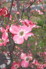 Obraz premium Cornus Florida rubra pink bracts