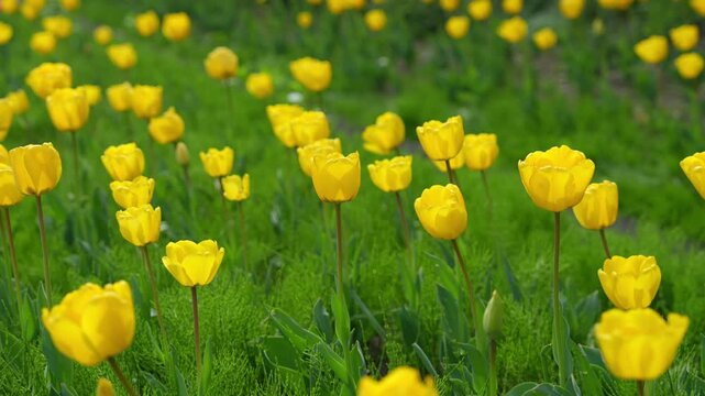 Lost in Tulip Garden under Eungbongsan Mountain
Experience the beauty of spring at the tulip garden at the foot of Eungbongsan Mountain in Seoul.

