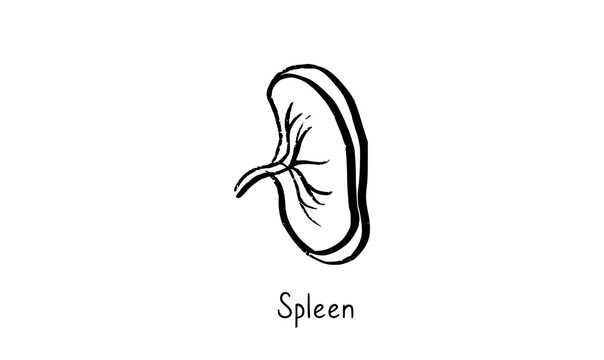 Human spleen icon