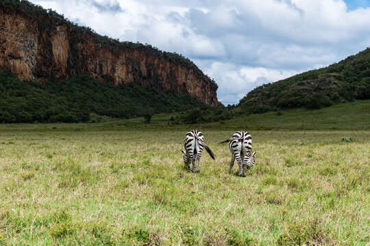 Zwei Zebras von hinten, die friedlich auf der Wiese grasen. Im Hintergrund rote Felsen.