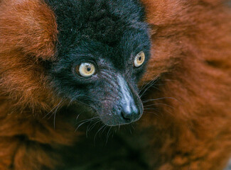 Fototapeta premium Red-ruffed Lemur close-up