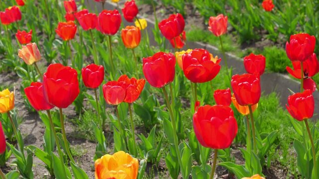 Lost in Tulip Garden under Eungbongsan Mountain
Experience the beauty of spring at the tulip garden at the foot of Eungbongsan Mountain in Seoul.

