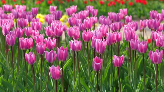 Lost in Tulip Garden under Eungbongsan Mountain
Experience the beauty of spring at the tulip garden at the foot of Eungbongsan Mountain in Seoul.
