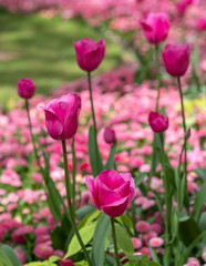 Obraz premium Colourful tulips, photographed in springtime at Victoria Embankment Gardens on the bank of the River Thames in central London, UK.