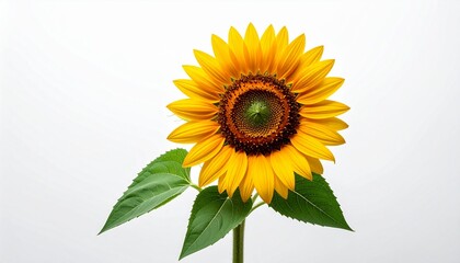 Obraz premium Bright Yellow Sunflower with Symmetrical Petals and Green Stem on White Background
