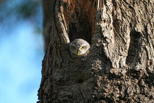 A baby spotted owl lives in a tree hollow.